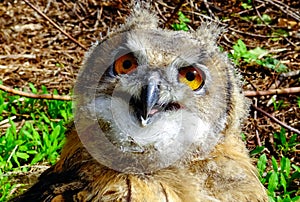 The Eurasian eagle-owl (Bubo bubo), close-up of a young bird in the zoo, Ukraine