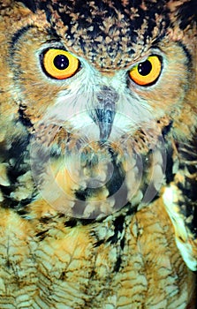 Eurasian Eagle Owl(Bubo bubo) closeup