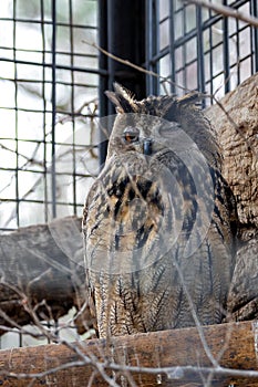 Eurasian Eagle Owl (Bubo bubo) in Europe and Asia