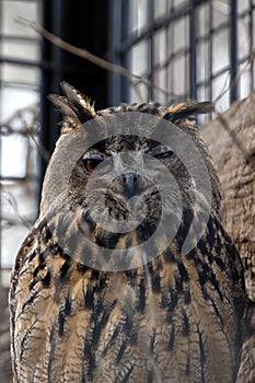 Eurasian Eagle Owl (Bubo bubo) in Europe and Asia