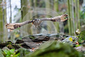 The Eurasian eagle-owl Bubo bubo flying in a beautiful autumn forest for its prey.