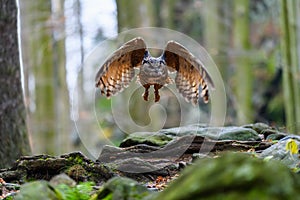 The Eurasian eagle-owl Bubo bubo flying in a beautiful autumn forest for its prey