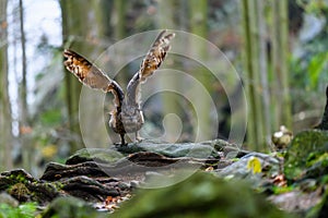 The Eurasian eagle-owl Bubo bubo flying in a beautiful autumn forest for its prey