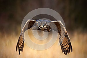 Eurasian Eagle Owl, Bubo bubo, flying bird with open wings in grass meadow, forest in the background, animal in the nature habitat