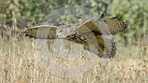 Eurasian Eagle owl (Bubo bubo) flying low above the grass. Noord Brabant in the Netherlands.