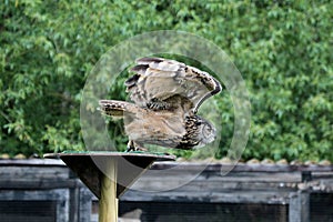 Eurasian Eagle Owl, Bubo bubo in a german nature park