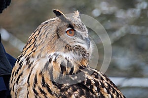 Eurasian Eagle Owl, Bubo bubo in a german nature park