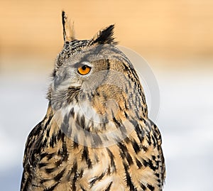 Eurasian Eagle Owl, Bubo bubo in a german nature park