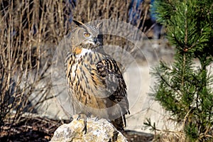 Eurasian Eagle Owl, Bubo bubo in a german nature park