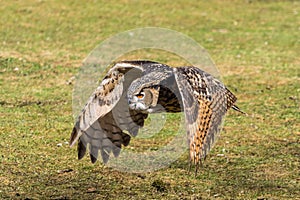 Eurasian Eagle Owl, Bubo bubo in a german nature park