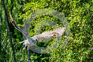 Eurasian Eagle Owl, Bubo bubo in a german nature park