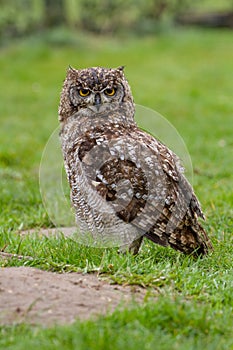 Eurasian Eagle Owl Bubo bubo on grassy floor