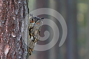 Eurasian Eagle Owl, Bubo bubo, hidden of tree trunk in the winter forest, portrait with big orange eyes, bird in the nature habita