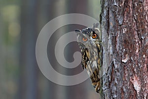 Eurasian Eagle Owl, Bubo bubo, hidden of tree trunk in the winter forest, portrait with big orange eyes, bird in the nature habita