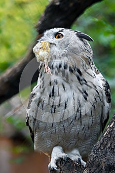 Eurasian eagle-owl Bubo bubo with hunted down prey is sitting on tree branch. Detail of the biggest european owl. Big night bird