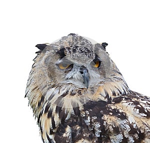 Eurasian Eagle Owl (Bubo bubo). Isolated.