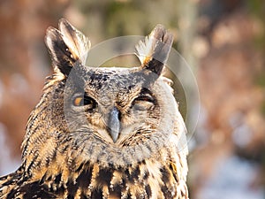 Eurasian eagle-owl Bubo bubo majestic bird in winter time