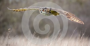 Eurasian Eagle Owl Bubo bubo in natural environment