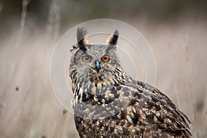 Eurasian Eagle Owl Bubo bubo in natural environment