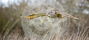 Eurasian Eagle Owl Bubo bubo in natural environment