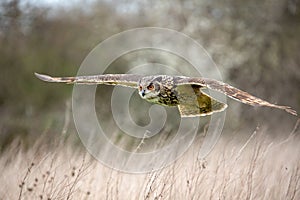 Eurasian Eagle Owl Bubo bubo in natural environment