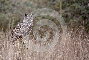 Eurasian Eagle Owl Bubo bubo in natural environment