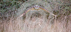 Eurasian Eagle Owl Bubo bubo in natural environment