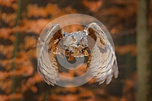 Eurasian Eagle Owl, Bubo bubo, with open wings in flight, forest habitat in background, orange autumn trees. Wildlife scene from