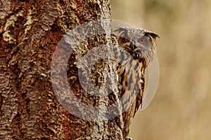 Eurasian eagle-owl (Bubo bubo) peeking out from behind a tree