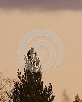 Eurasian eagle-owl (Bubo bubo) perched on the tree top