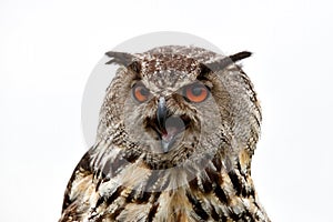 Eurasian Eagle-Owl Bubo bubo portrait.