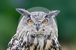 Eurasian Eagle-Owl Bubo bubo portrait
