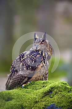 The Eurasian eagle-owl Bubo bubo , portrait in the forest. Eagle-owl sitting in a forest on a rock