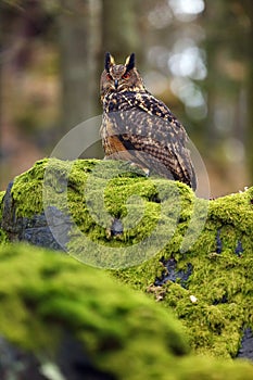 The Eurasian eagle-owl Bubo bubo , portrait in the forest. Eagle-owl sitting in a forest on a rock