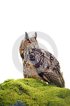 The Eurasian eagle-owl Bubo bubo , portrait in the forest. Eagle-owl sitting in a forest on a rock.Big owl isolated