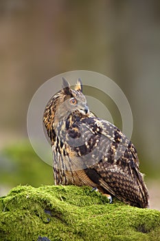 The Eurasian eagle-owl Bubo bubo , portrait in the forest. Eagle-owl sitting in a forest on a rock.Big owl on a rock covered