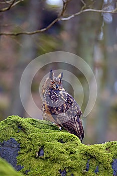 Eurasian eagle-owl Bubo bubo, portrait in the forest. Eagle-Owl sitting in a forest on a rock. Big owl sitting on a rock in a