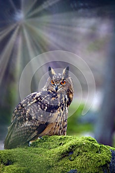 Eurasian eagle-owl ,Bubo bubo, portrait in the forest. Eagle-owl sitting in a forest on a rock.Big owl with sunbeams shining