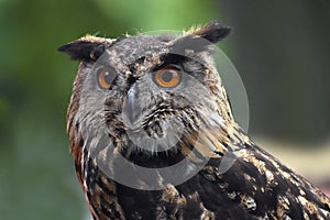 Eurasian eagle owl bubo bubo portrait, owls are often used as