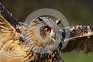The Eurasian eagle-owl Bubo bubo portrait with spread wings