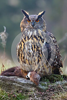 Eurasian eagle-owl Bubo bubo with prey. Eagle owl with marten in claws