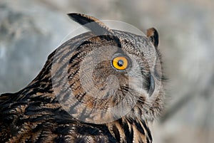 Eurasian eagle owl photo