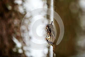 Eurasian eagle-owl Bubo bubo is seen in the vista between the trees