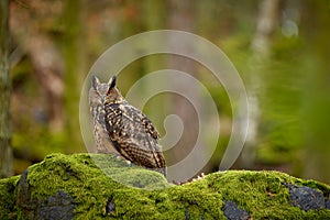 Eurasian eagle owl, Bubo bubo, siting on the rock in the dark forest. Green forest in the background.