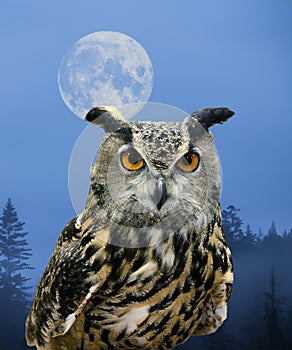 Eurasian Eagle-Owl (Bubo bubo) sitting on a branch