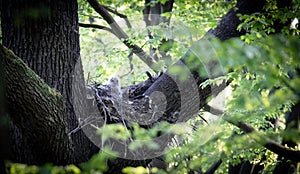 Eurasian Eagle Owl Bubo Bubo sitting sitting on a nest in the tree crown with cubs and guarding