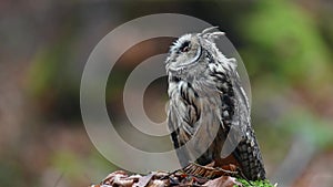 Eurasian eagle-owl Bubo bubo sitting on the stone