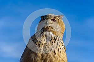 Eurasian Eagle Owl (Bubo Bubo) sitting on the stump, close-up, wildlife photo