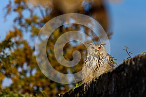 Eurasian Eagle Owl (Bubo Bubo) sitting on the stump, close-up, wildlife photo