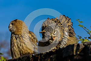 Eurasian Eagle Owl (Bubo Bubo) sitting on the stump, close-up, wildlife photo